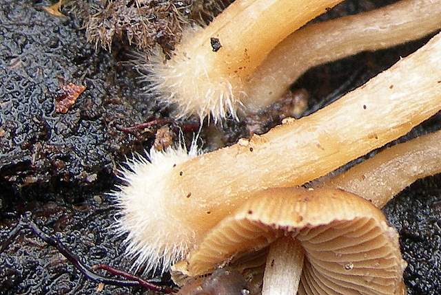 Psathyrella laevissima     (Romagn.)     Singer